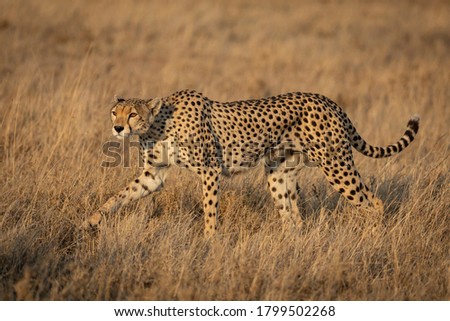 Adult female cheetah with beautiful eyes walking amongst tall grass during sunset in Serengeti National Park in Tanzania