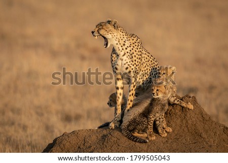 Mother and baby cheetahs sitting on a termite mound with the female cheetah yawning showing her teeth in Serengeti National Park in Tanzania