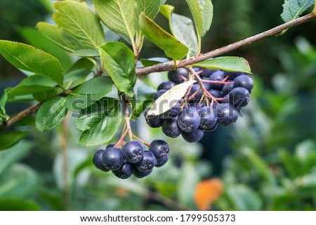 Aronia berries (Aronia melanocarpa, Black Chokeberry) growing in the garden. Branch filled with aronia berries.  Royalty-Free Stock Photo #1799505373