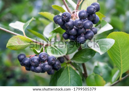 Aronia berries (Aronia melanocarpa, Black Chokeberry) growing in the garden. Branch filled with aronia berries.  Royalty-Free Stock Photo #1799505379