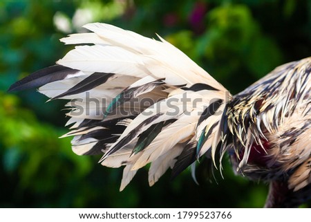 Colorful chicken feather. rooster on nature
