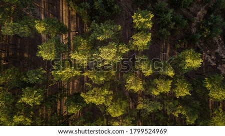 Aerial view of a lush green forest or woodland. Drone photography
