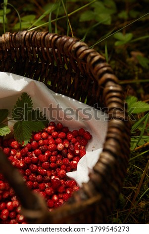 Wild strawberry basket on a natural, green background in the forest.