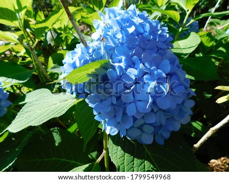 this is a picture of a blue hydrangea