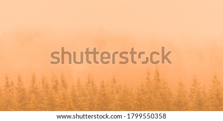 Autumn background. Beautiful warm coniferous forest. Firs, larches. Styria mountains, Austria. Panoramic format, warm golden pastel tone. Soft edges.