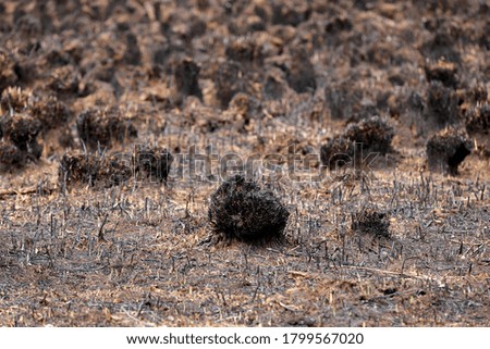 Burnt grass after a fire in the forest. Grass burned to ashes with blurred background.
