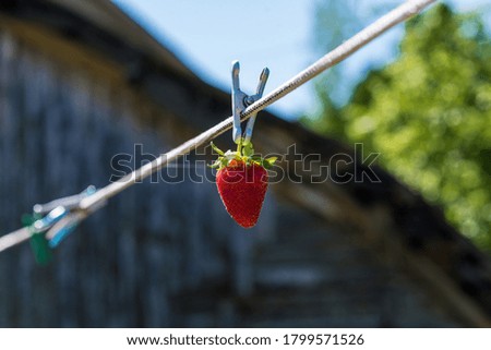 Juicy ripe strawberries hanging on a clothespin on a clothesline