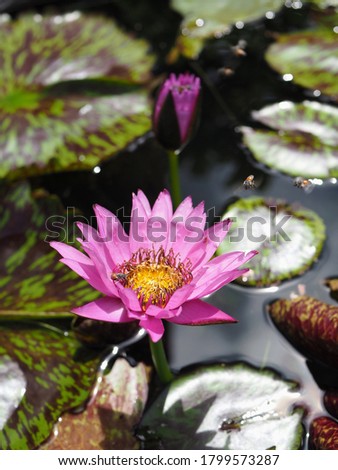 Blooming Pink water lily, beautiful lotus with green leaves on the water level of pond.