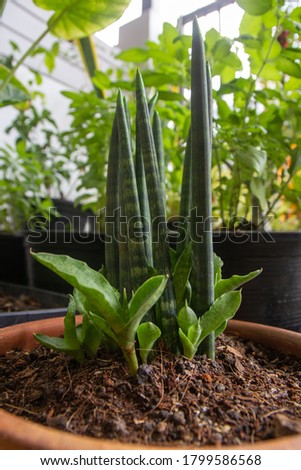 grow sansevieria boncellensis in pot