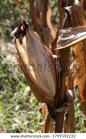 DRIED CORN STALKS AND EARS OF CORN IN THE FIELD