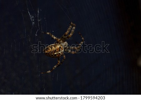 Macro shot of a cross spider in close up while sitting in the web
