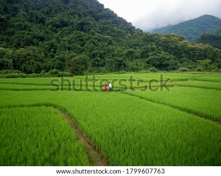 Aerial view of asian lover walking on rice field ridge. People taking pre wedding photography in rice terrace. Green rice farm in Nan, Thailand.