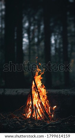 picture of a camp fire in a forest