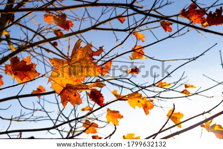 Autumn maple leaves on branches in blue sky