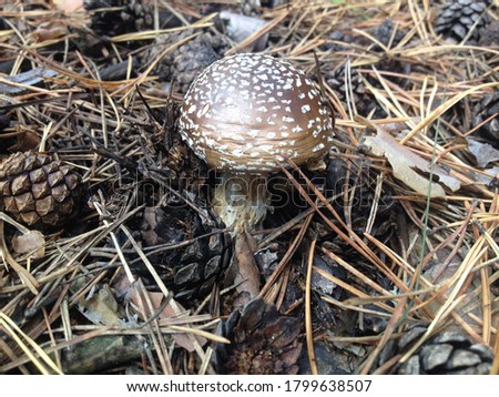 Amanita muscaria. Beautiful poisonous mushroom. Mushroom picking