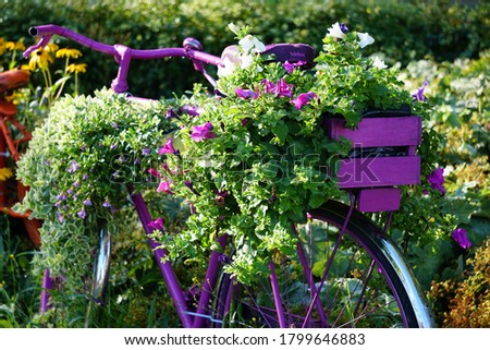 Retro Lilac Bicycle With A Blooming Green And Colorful Summer Petunia Flowers In The Color Wooden Box On The Street. Summer Decoration In The Small Town, Germany.