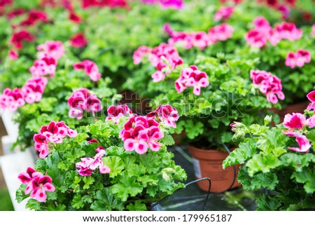 Greenhouse with colorful blooming geranium flowers