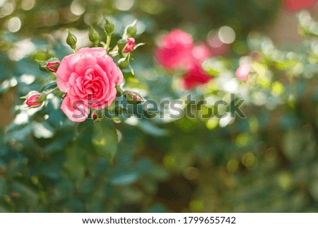 Flower background with garden of beautiful roses