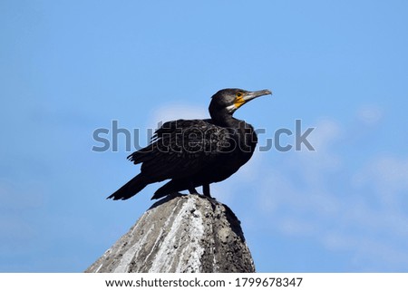 Great Black Cormorant Sitting and Resting on Concrete Block in the Sea Portrait