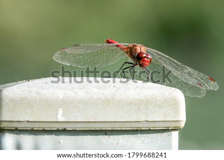 a red firefly dragonfly sits on a fence and looks into the camera