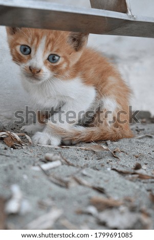 close up portrait of a cute cat