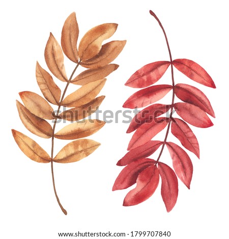 Hand paint watercolor Illustration of autumn leaves, isolated on white background. Perfect for creating cards, print, design. 

