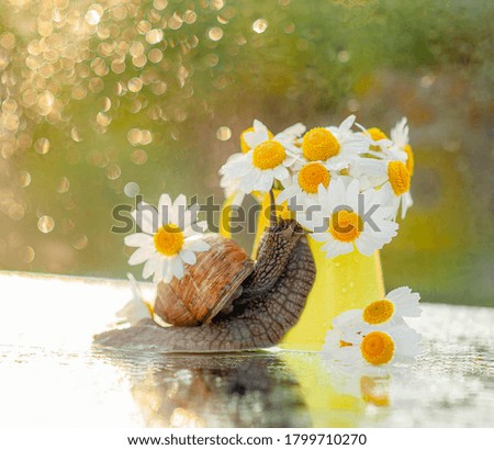 Summer background snail with camomiles on the background of the setting sun bokeh