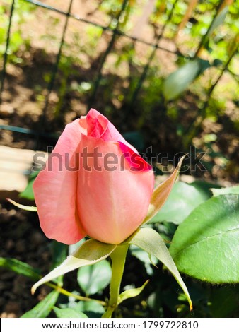 A picture of a rose