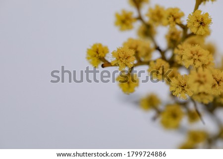 Isolated image of yellow wattle flowers on white background with copy space