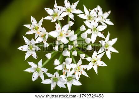 Closeup of Chinese chive flowers