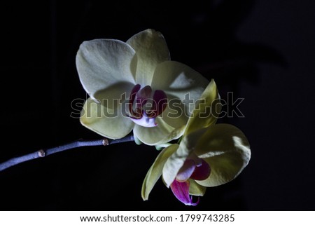 Yellow Orchid photo. Picture taken in a garden. Illuminated with flash on a dark night.