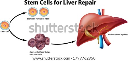 Stem cells for liver repair illustration