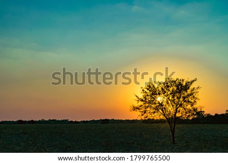 small carob tree with sun behind and blue and yellow sun
