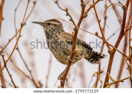 Photograph of a Cactus Wren perched in a bush in Joshua Tree National Monument in southern California.