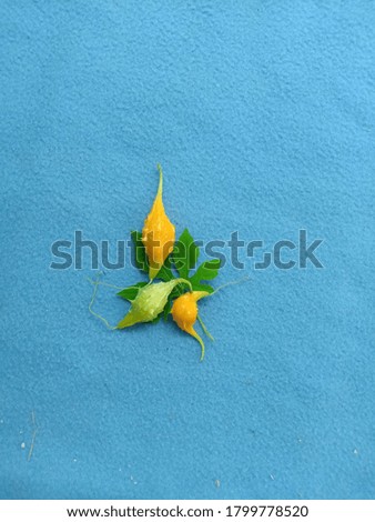 Yellow gourd with green leaves in blue background
