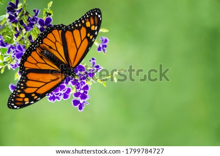Monarch butterfly (Danaus plexippus) on purple blue Duranta flowers. Soft green background with copy space.