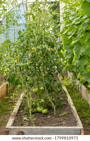 Green tomatoes grow in a wooden greenhouse