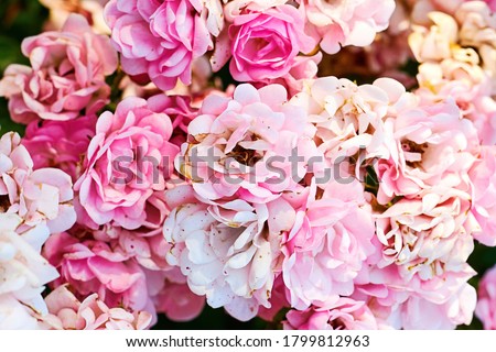 Elegant pink gentle petals of roses as a flower background texture. Floral backdrop textures. Wedding decoration backdrop