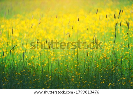A picture of sunlight falling on a field .