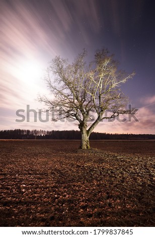 Clear blue sky with shining stars and glowing clouds above the agricultural plowed field at night. Lonely dry oak tree close-up. Idyllic rural scene. Epic cloudscape. Silence, gothic, fantasy concepts