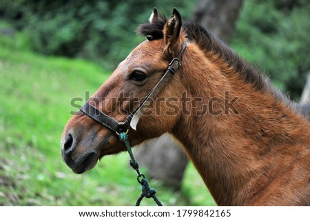 Brown horse on green background. Forest 