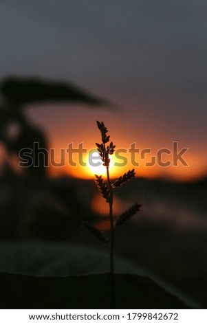 Selective focus photography of flower shadow during sundown 