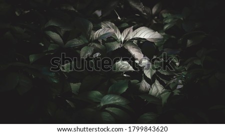 Dark green mysterious natural background with leaves, outdoor nature, soft focus, pattern