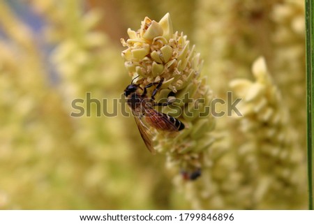 Picture of bees eating nectar from coconut​ flowers​