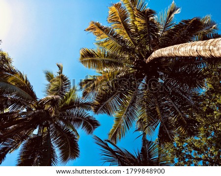 palms shining bright on a sunny day blue sky