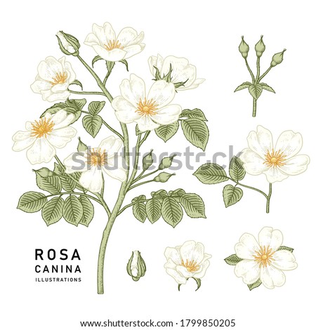 Sketch Floral decorative set. White Dog rose (Rosa canina) flower drawings. Vintage line art isolated on white backgrounds. Hand Drawn Botanical Illustrations. Elements vector. Royalty-Free Stock Photo #1799850205