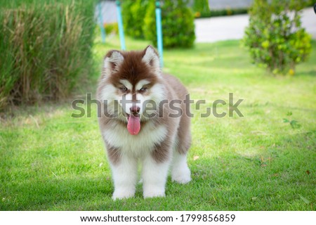 little red and white blue eyed siberian husky puppy outdoors on a walk