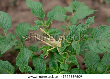 Locust, green grasshopper sits on a potato leaf.  The pest eats green potato leaves.