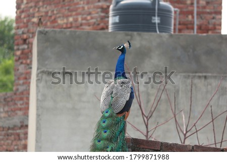 A Peacock sitting on a wall