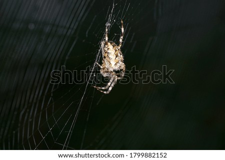 A closeup of a spider on a web
